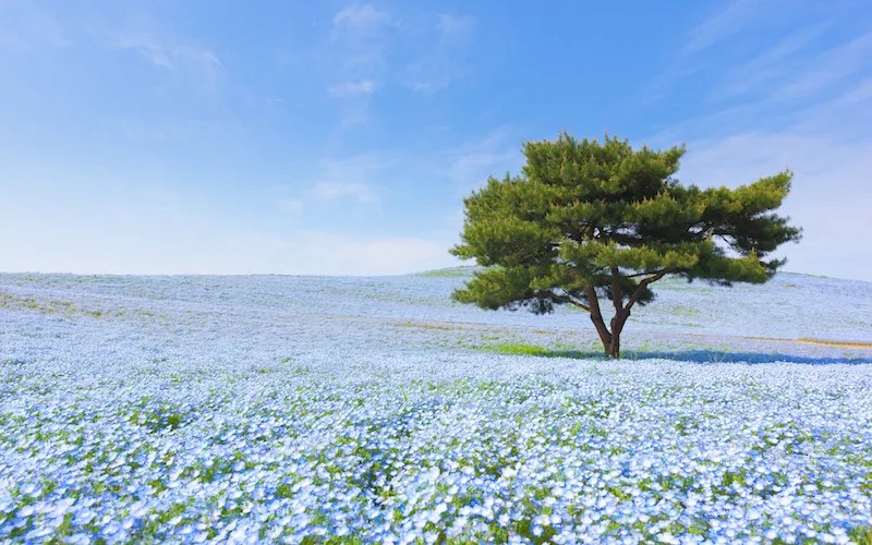 Panduan Lengkap Wisata Prefektur Ibaraki, Permata Tersembunyi di Jepang 7 Fields of Nemophila at Hitachi Seaside Park in Ibaraki Prefecture