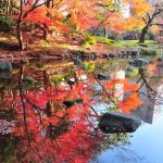 Pesona Koishikawa Korakuen, Taman Tenang di Jantung Tokyo 9 Koishikawa Korakuen During Autumn