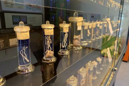 Museum Parasitologi Meguro: Koleksi Paling Unik di Jepang 48 Parasites at the Meguro Parasitological Museum