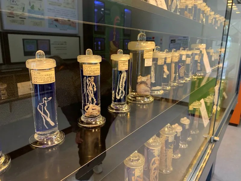 Museum Parasitologi Meguro: Koleksi Paling Unik di Jepang 3 Parasites at the Meguro Parasitological Museum
