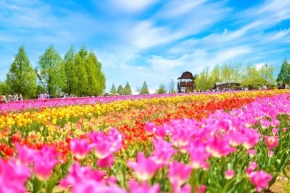 Jelajahi Sera Kogen, Dataran Tinggi Memukau di Prefektur Hiroshima 43 Sera Kogen Farm