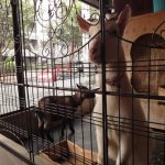 Kafe Kambing Sakuraoka: Kafe Kucing Sudah Biasa, Tapi yang Ini Beda! 38 header 640x 67
