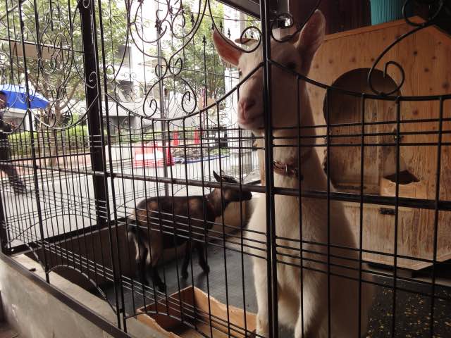 Kafe Kambing Sakuraoka: Kafe Kucing Sudah Biasa, Tapi yang Ini Beda! 7 header 640x 67
